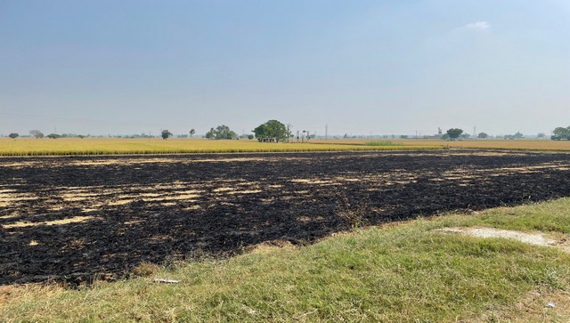今天，旁遮普省超过80%的村民种植这种作物，最后焚烧残茬。图片由Indra Shekhar Singh提供